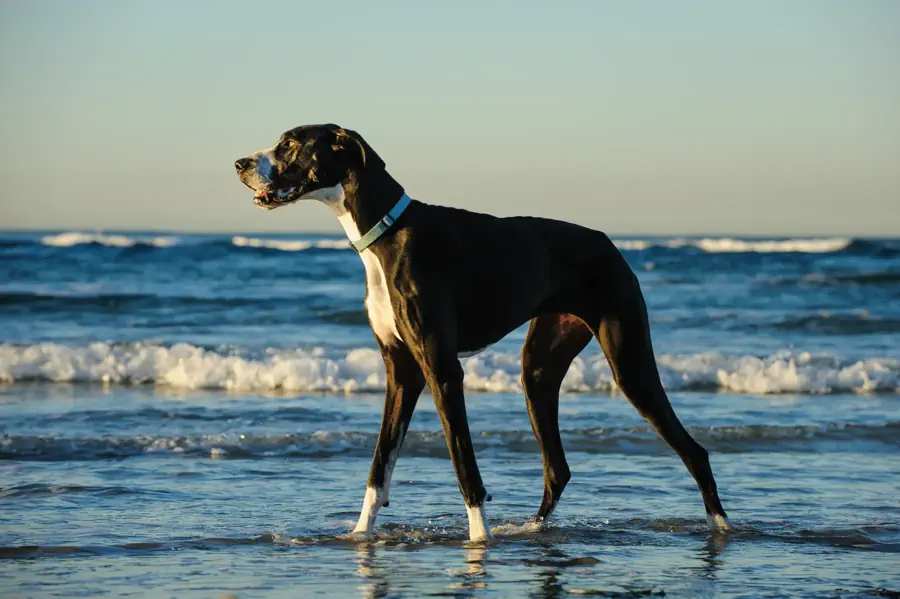 Large Friendly Dog Breeds- Great Dane