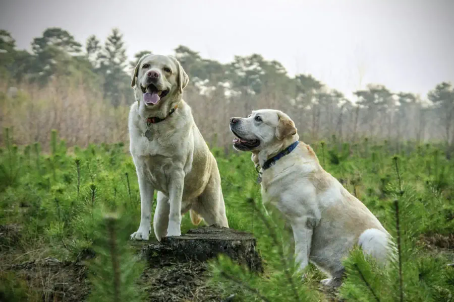 Large Friendly Dog Breeds - Labrador Retriever