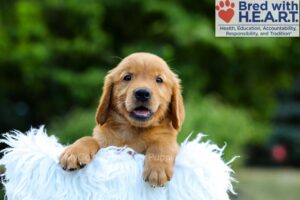 Image of Liam, a Golden Retriever puppy