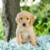 Image of Lilly, a Golden Retriever puppy