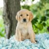 Image of Lilly, a Golden Retriever puppy