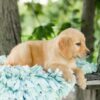 Image of Lilly, a Golden Retriever puppy