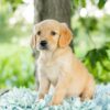 Image of Lilly, a Golden Retriever puppy