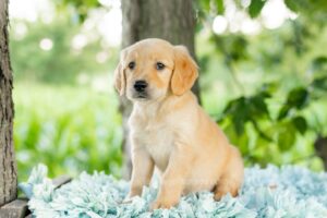 Image of Lilly, a Golden Retriever puppy