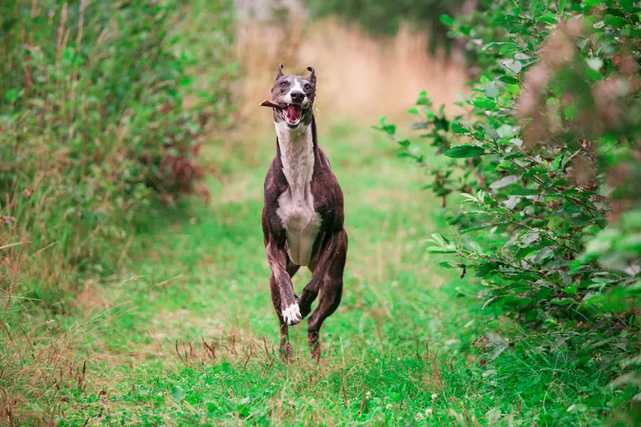 Low-Maintenance Dog Breeds That Are Also Easy to Train