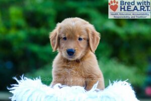 Image of Luca, a Golden Retriever puppy
