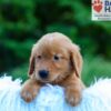 Image of Luca, a Golden Retriever puppy