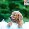 Image of Luca, a Golden Retriever puppy