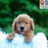 Image of Luca, a Golden Retriever puppy
