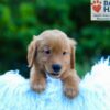 Image of Luca, a Golden Retriever puppy