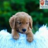 Image of Luca, a Golden Retriever puppy