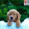Image of Luca, a Golden Retriever puppy
