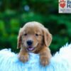 Image of Luca, a Golden Retriever puppy