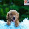 Image of Luca, a Golden Retriever puppy