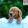 Image of Luca, a Golden Retriever puppy