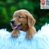 Image of Luca, a Golden Retriever puppy