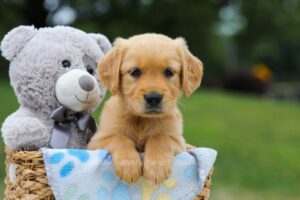 Image of Lucy, a Golden Retriever puppy