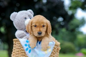 Image of Macy, a Golden Retriever puppy