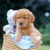 Image of Magic, a Golden Retriever puppy