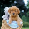Image of Magic, a Golden Retriever puppy