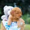Image of Magic, a Golden Retriever puppy
