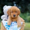Image of Magic, a Golden Retriever puppy