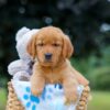 Image of Magic, a Golden Retriever puppy