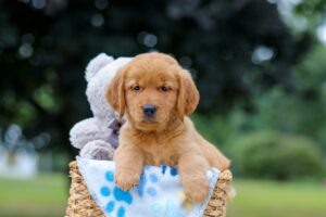 Image of Magic, a Golden Retriever puppy