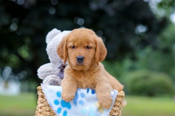 Image of Magic, a Golden Retriever puppy