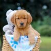Image of Magic, a Golden Retriever puppy