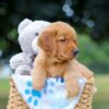 Image of Magic, a Golden Retriever puppy