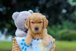 Image of Mario, a Golden Retriever puppy