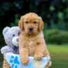 Image of Maverick, a Golden Retriever puppy