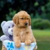 Image of Maverick, a Golden Retriever puppy