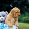 Image of Maverick, a Golden Retriever puppy
