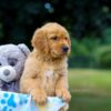 Image of Maverick, a Golden Retriever puppy