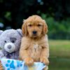 Image of Maverick, a Golden Retriever puppy