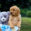 Image of Maverick, a Golden Retriever puppy