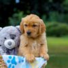 Image of Maverick, a Golden Retriever puppy