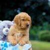 Image of Maverick, a Golden Retriever puppy