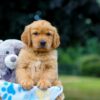 Image of Maverick, a Golden Retriever puppy
