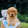 Image of Maverick, a Golden Retriever puppy