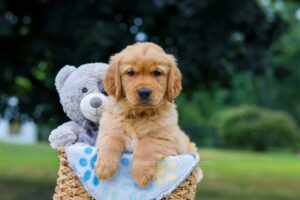 Image of Maverick, a Golden Retriever puppy