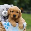 Image of Max, a Golden Retriever puppy