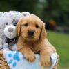 Image of Max, a Golden Retriever puppy