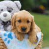 Image of Max, a Golden Retriever puppy