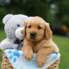 Image of Max, a Golden Retriever puppy