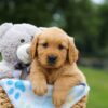 Image of Max, a Golden Retriever puppy