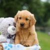 Image of Max, a Golden Retriever puppy
