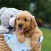Image of Max, a Golden Retriever puppy